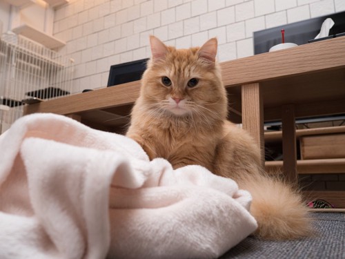 毛布に足ふみする猫