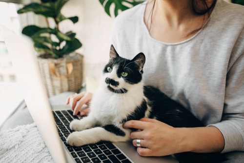 パソコン前に座る猫