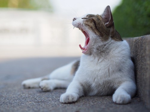 大きなあくびをしている猫