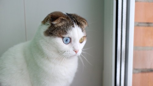 驚いた表情で窓の外を見るオッドアイの猫