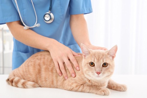 病院で獣医師の診察を受ける膀胱炎が治らない猫