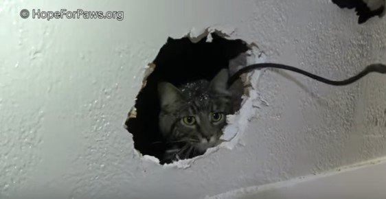 壁の穴からのぞく猫
