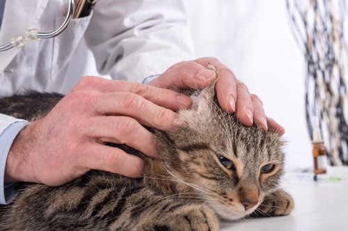 猫の耳の中を診察している医師