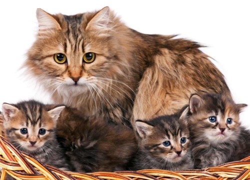 母猫と兄弟猫たち