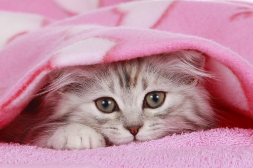 毛布に入る猫