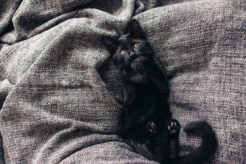 シーツに寝そべる黒猫