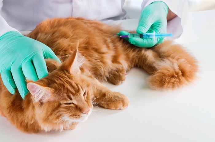 ワクチン接種する猫