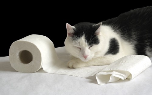 トイレットペーパーと猫