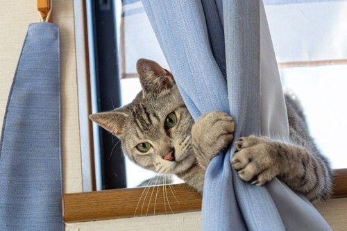 窓でブルーのカーテンを抱きしめる猫