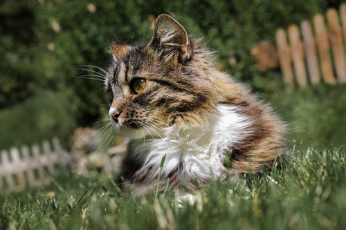 夏の日差しを浴びる長毛種の猫