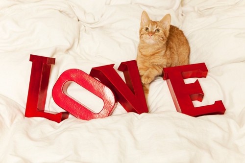 LOVEと猫