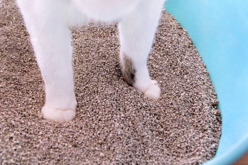 猫砂の上に立つ猫の足