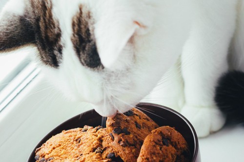 チョコチップクッキーの匂いを嗅ぐ猫