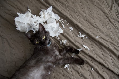 かみちぎられた紙と黒猫