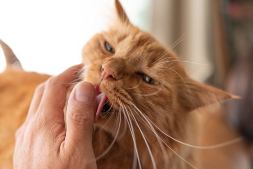 手を舐める猫