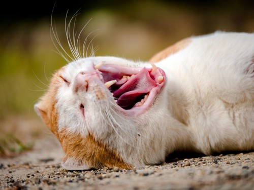 舌を見せながらあくびをする茶白の猫
