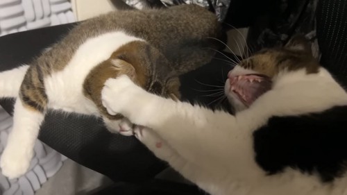 あくびする猫に目を押さえられる猫