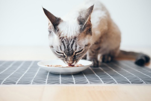 お皿からご飯を食べる猫