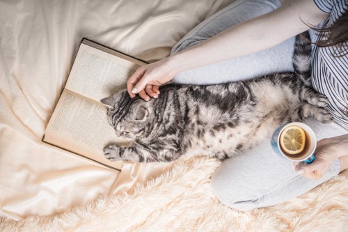 読書中の女性の足の間に寝そべる猫
