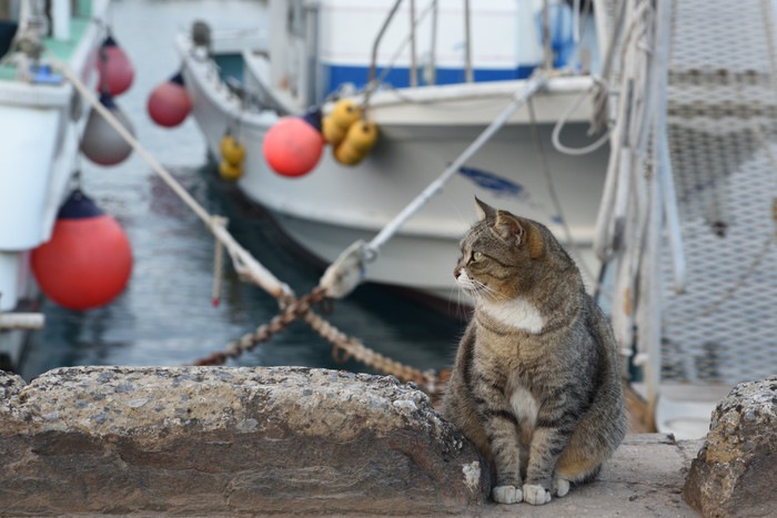 港に佇む猫