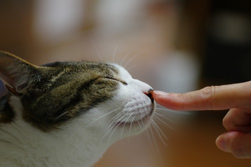 人の指のにおいを嗅ぐ猫の横顔