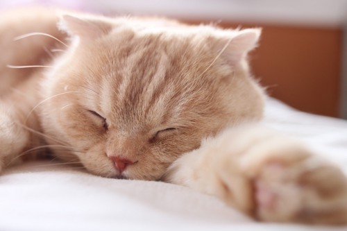腕枕で寝る猫