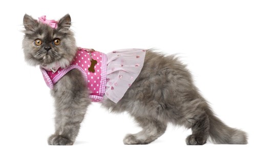 ピンクのドレスを着てリボンをつけた猫