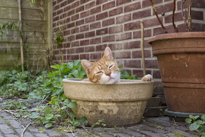 植木鉢に入る猫