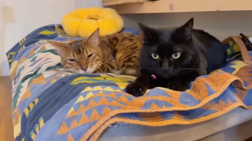 寝そべるベンガルと黒猫