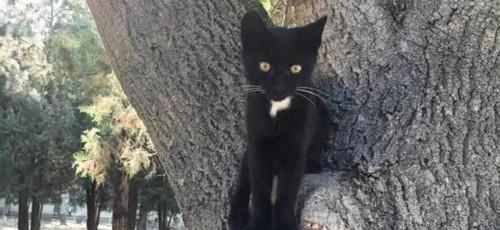 木の上に黒猫