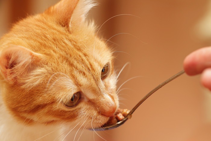 スプーンから餌を食べている猫