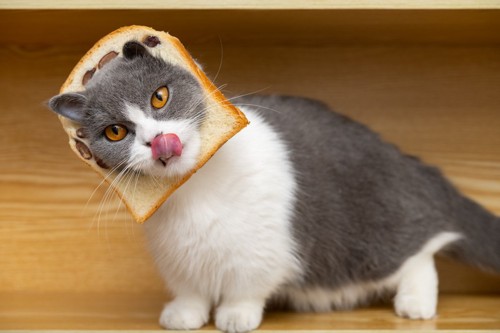 パンを被る猫