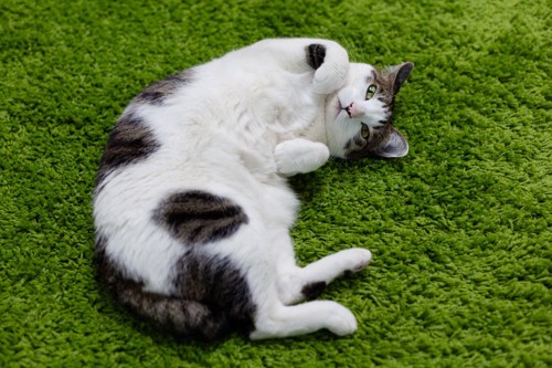 緑色のカーペットの上で仰向けになる猫