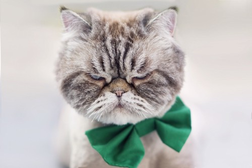こちらを睨む緑のリボンをつけた猫