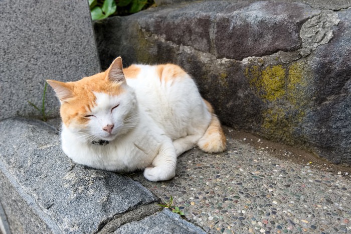 石の階段でくつろぐ猫