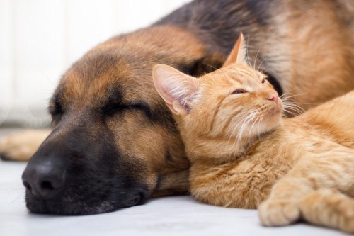 寝ている犬と猫
