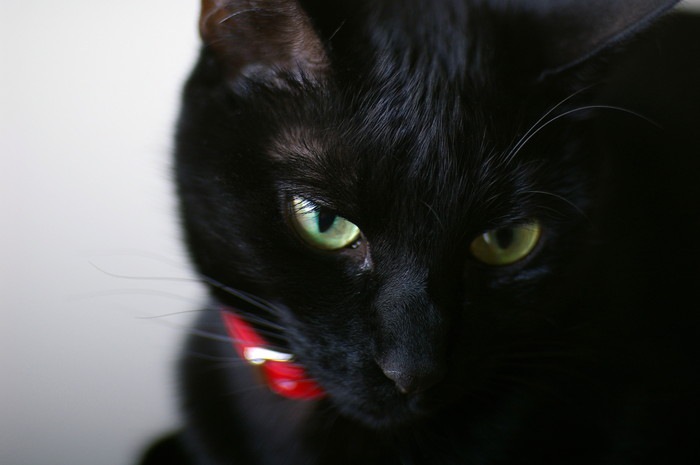 赤い首輪をしている黒猫