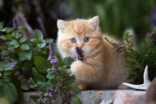 猫と秋の花