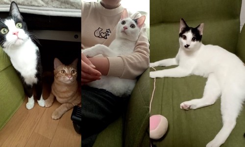 4兄妹の猫
