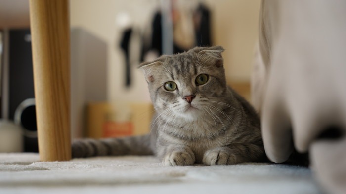 スフィンクス座りの猫の写真