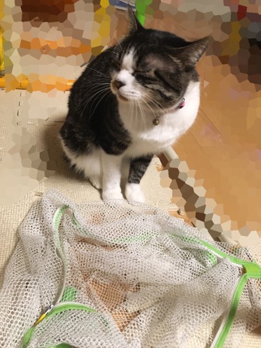 洗濯ネットの前でそっぽを向く猫