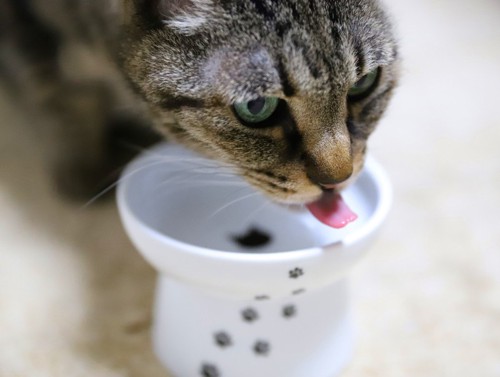 餌台のついた器を舐める猫