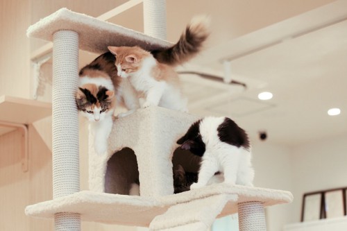 キャットタワーで遊ぶ三匹の子猫