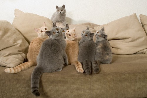 猫の家族