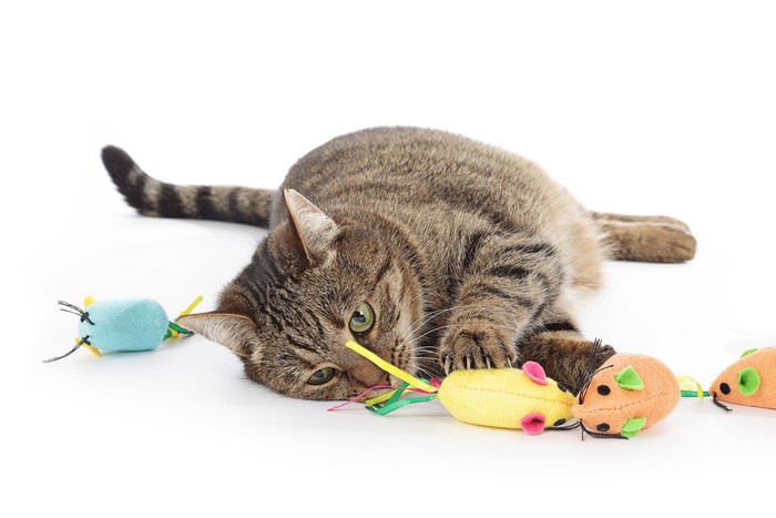 おもちゃと遊ぶ猫