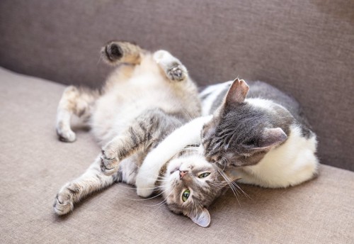 ソファーで取っ組み合う2匹の猫