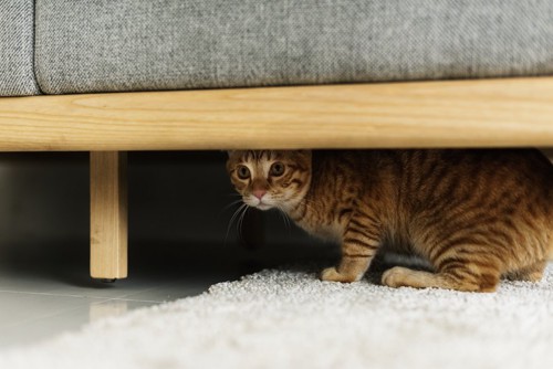 ソファーの下に隠れている猫