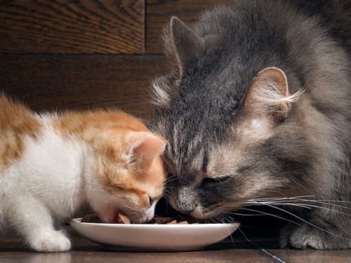 1つのお皿で一緒に食べる子猫と成猫