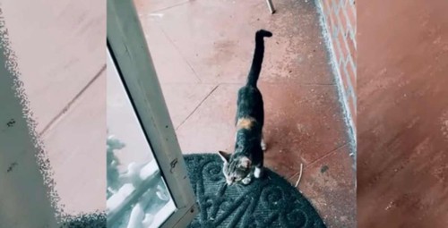 玄関にキジトラ猫