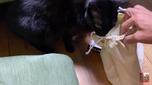 袋に近づく黒猫